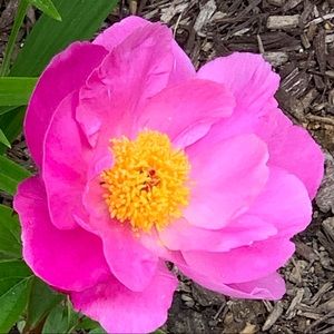 Meet your Posher, Jacomina